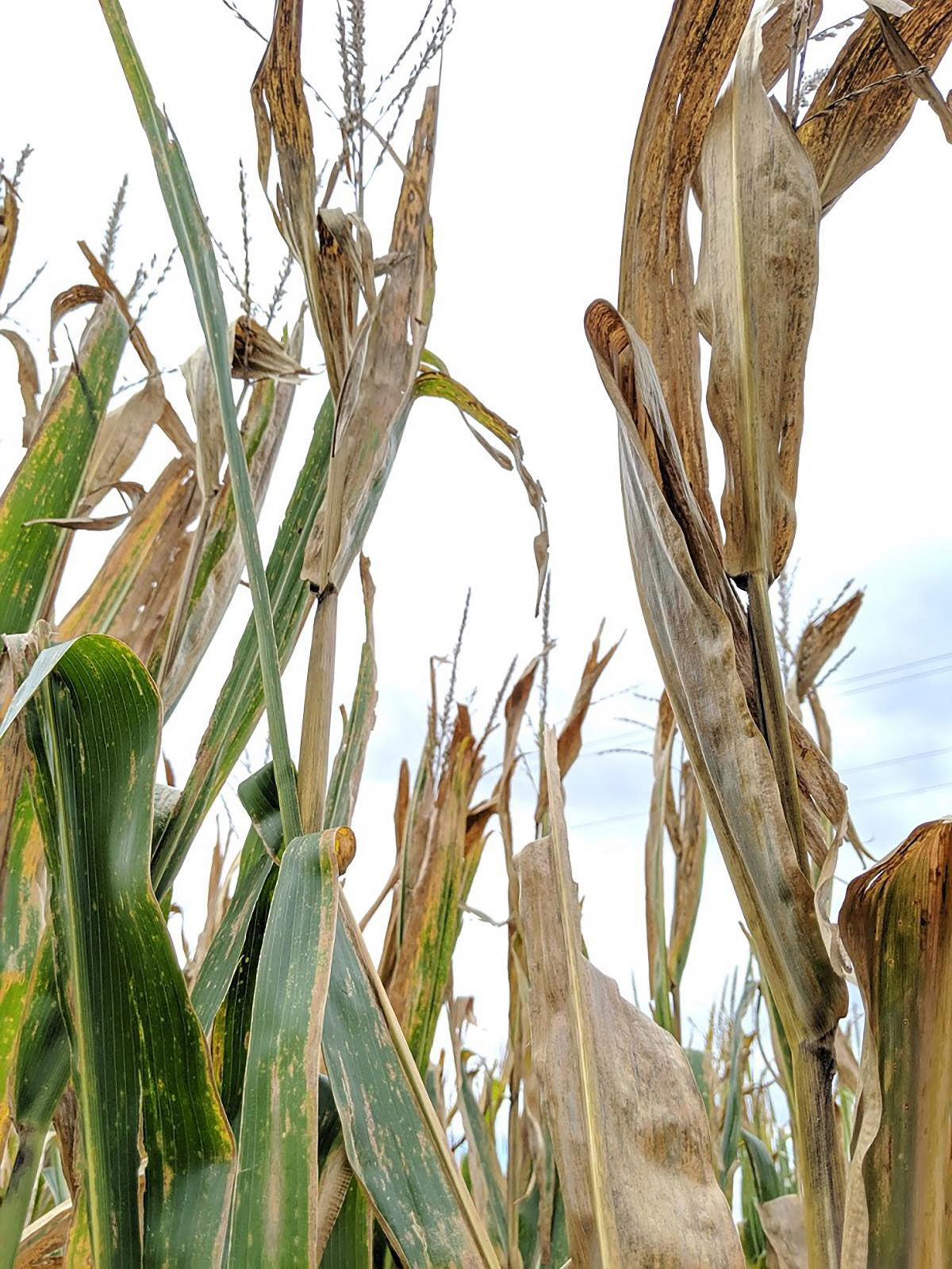 Corn plants exhibit symptoms of top dieback